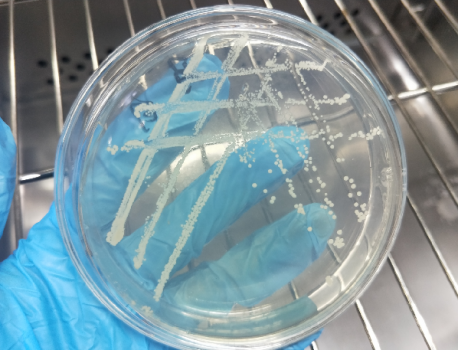 防霉抗菌检测微生物知识